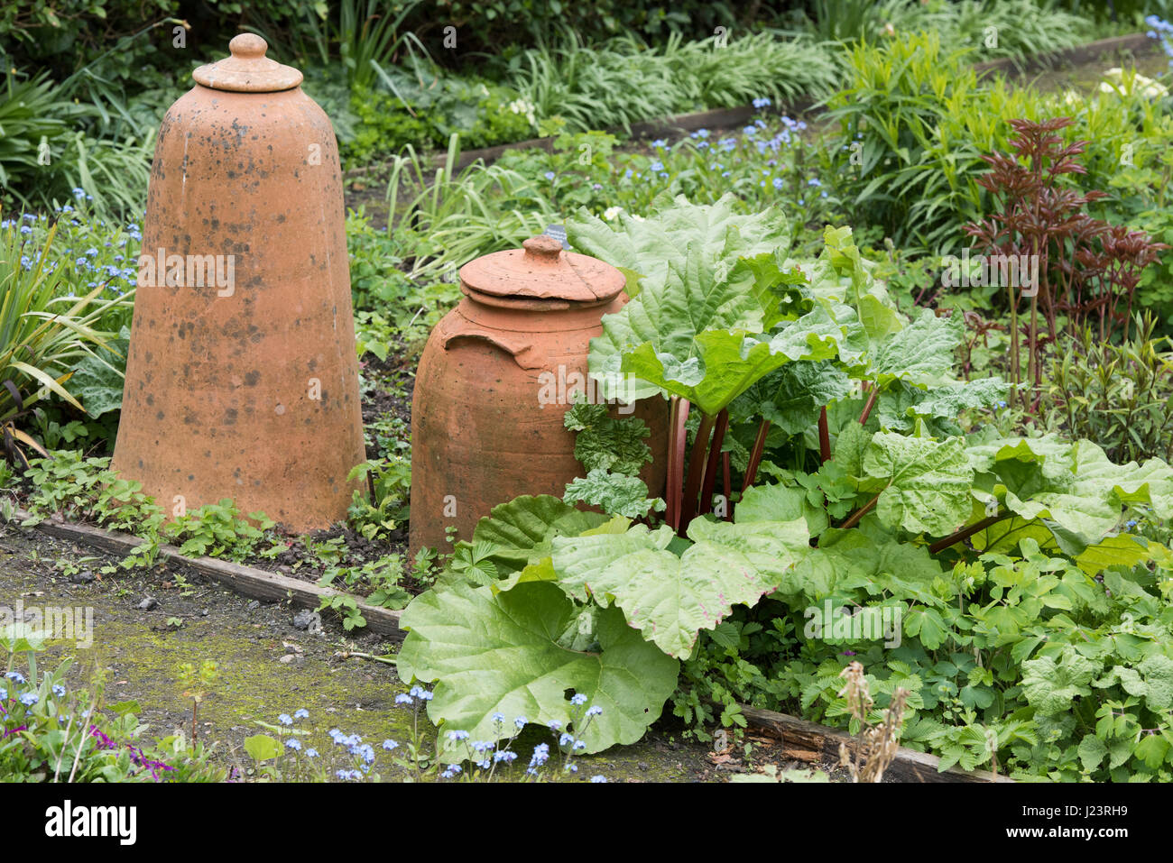 Il rabarbaro e una terracotta pots forzatore in un orto.UK Foto Stock