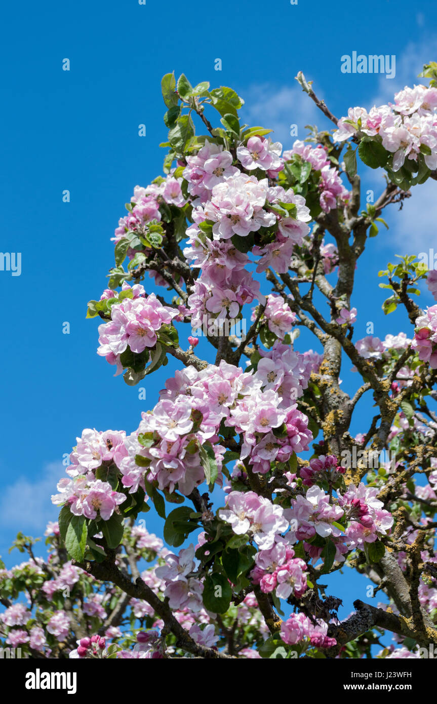 Pink Apple Blossom che cresce sull'albero della mela con un'ape in uno dei fiori. Nome scientifico Malus pumila. Foto Stock
