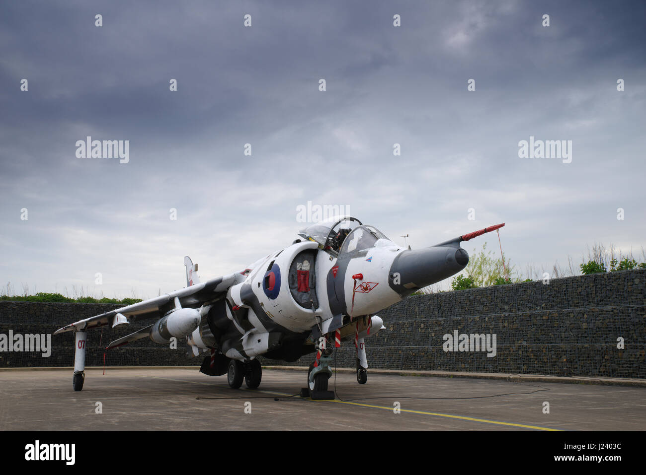 Harrier Foto Stock