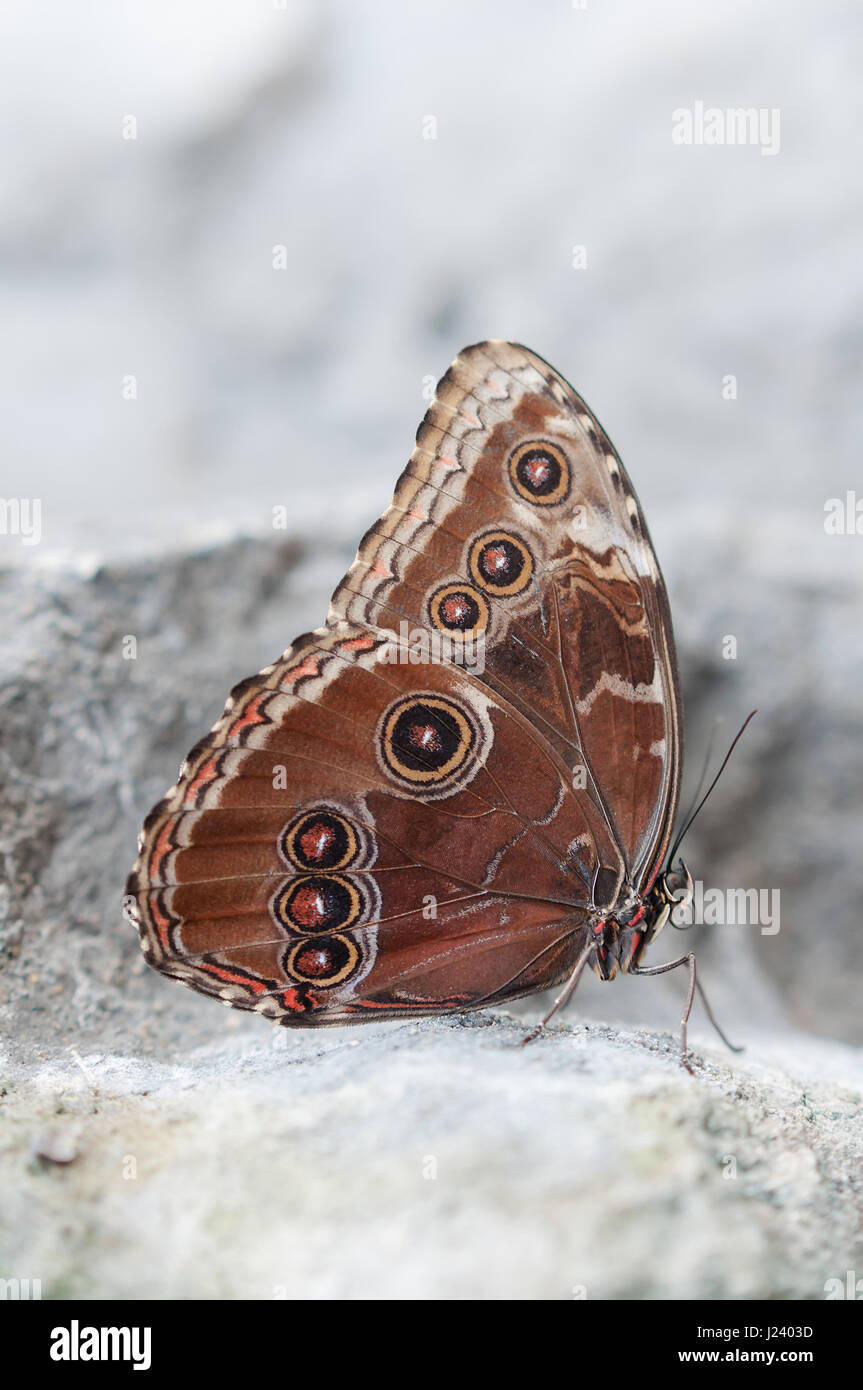 Brown farfalla sulla roccia grigio Foto Stock