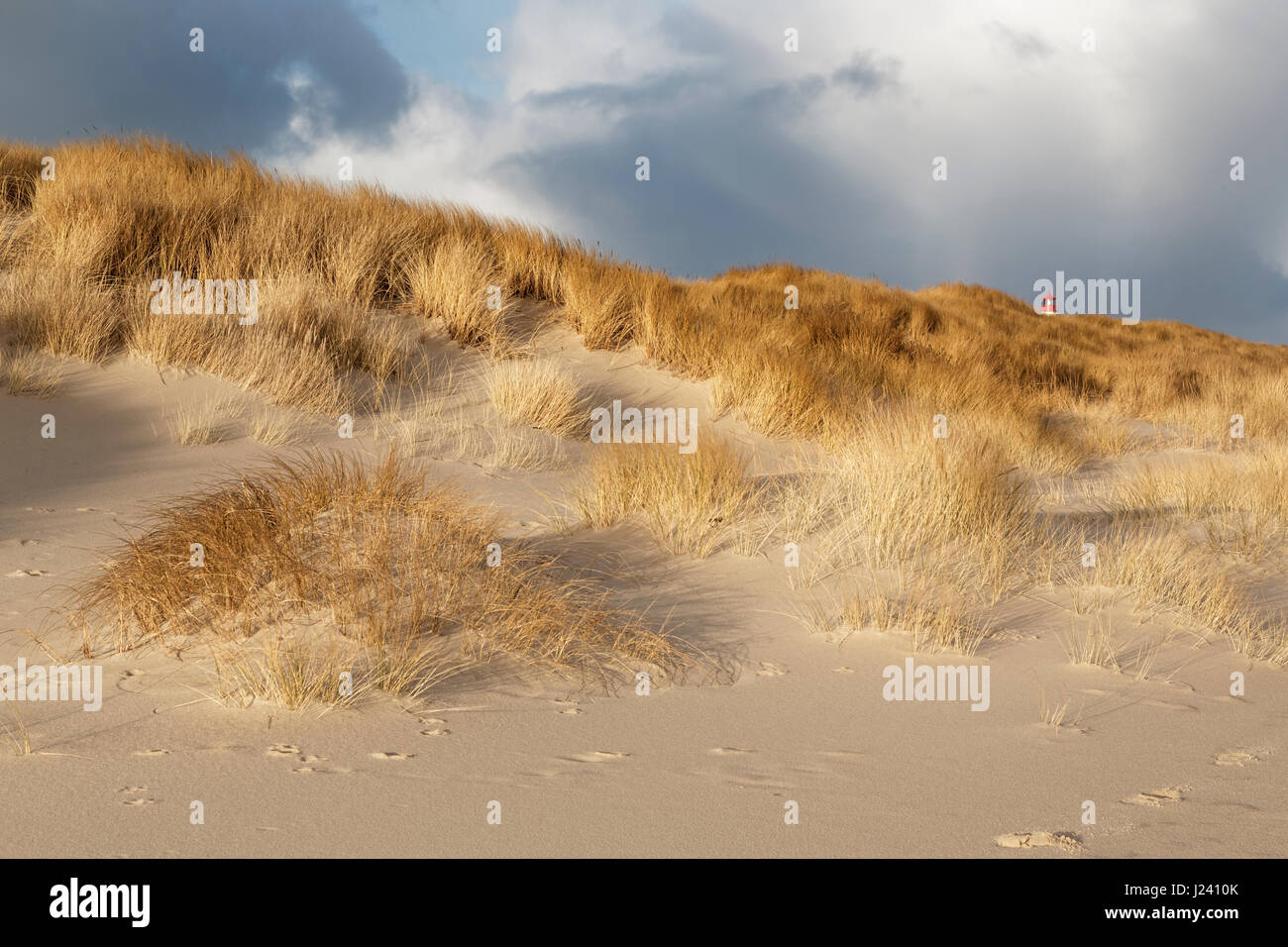 Dune di sabbia bianca con la spiaggia di erba a spiaggia occidentale di Sylt, Schleswig-Holstein, Germania Foto Stock