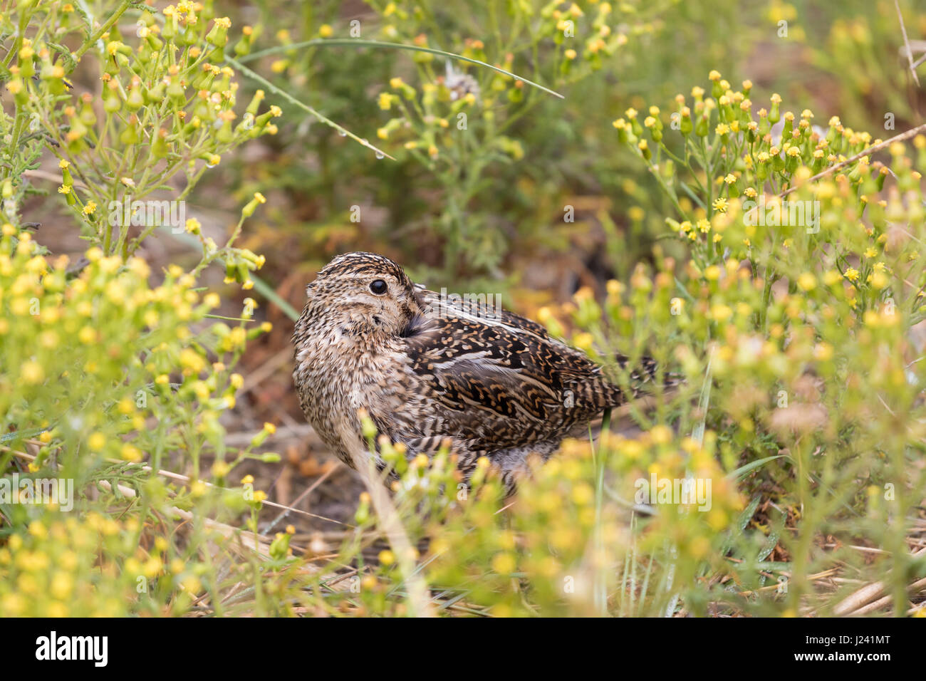 Sud Americana beccaccino sleeping Foto Stock