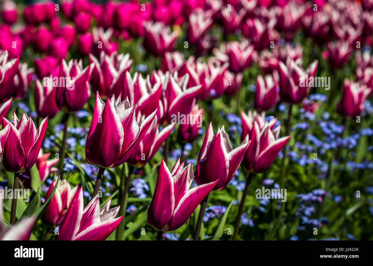 Close-up di magenta tulipani di colore bianco con petali a punta, portando in diagonale al telaio sopra la copertura del terreno di piccole sfumature di blu-azzurro fiori Foto Stock