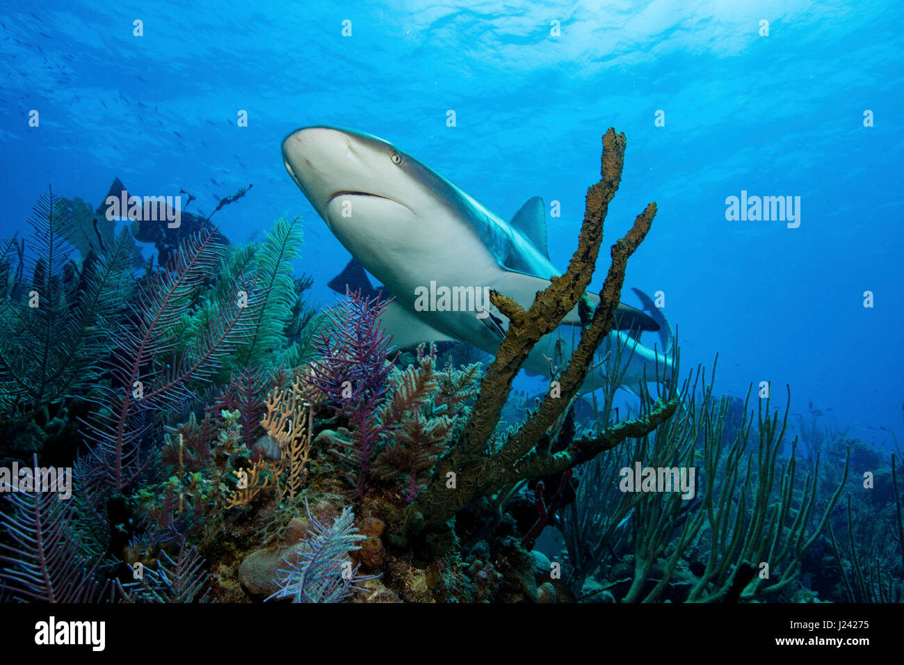 Caribbean reef shark. Foto Stock