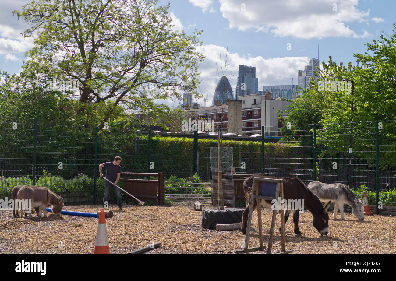 Lavoro di volontariato presso la città di Spitalfields Fattoria nella zona est di Londra,con vedute del settore bancario quartiere cittadino in background,l'Inghilterra,UK Foto Stock