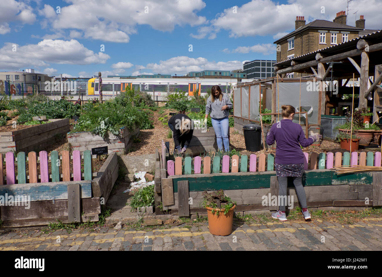 I volontari che operano presso la città di Spitalfields Fattoria nella zona est di Londra,l'Inghilterra,UK Foto Stock