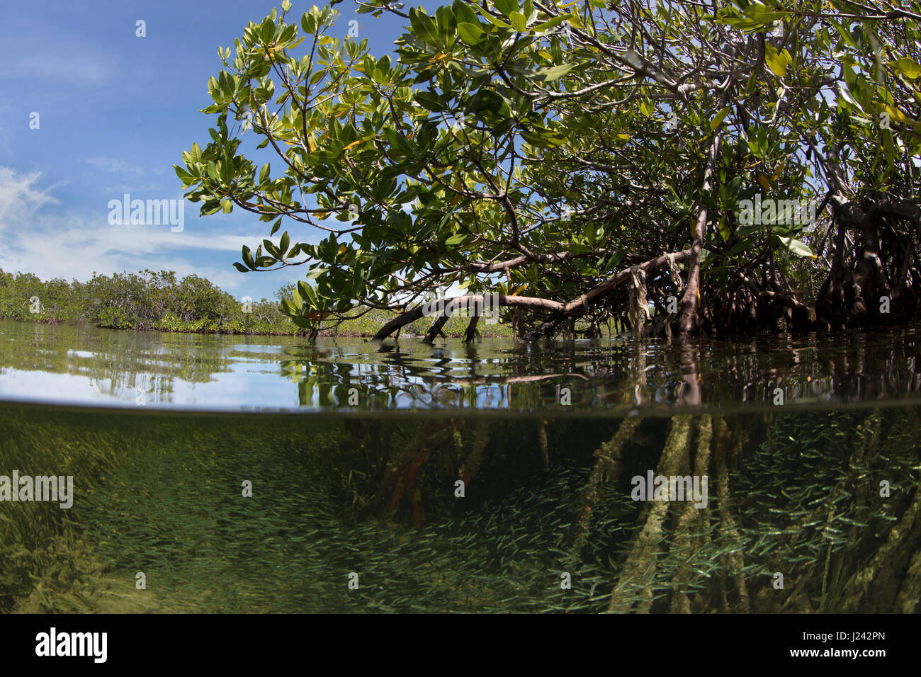 Sopra/Sotto di mangrovia rossa albero. Foto Stock