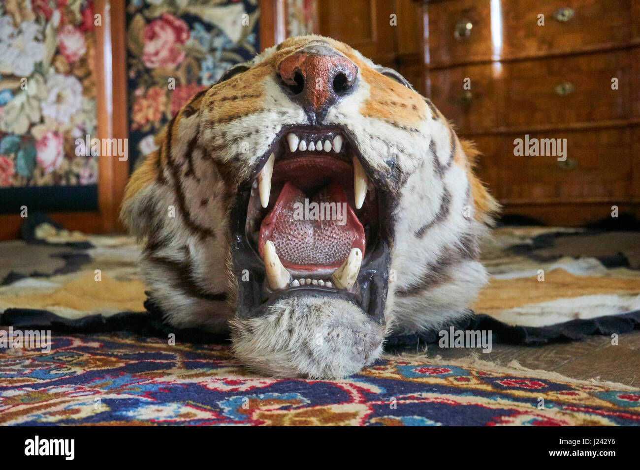Tappeto di pelle di tigre Foto Stock
