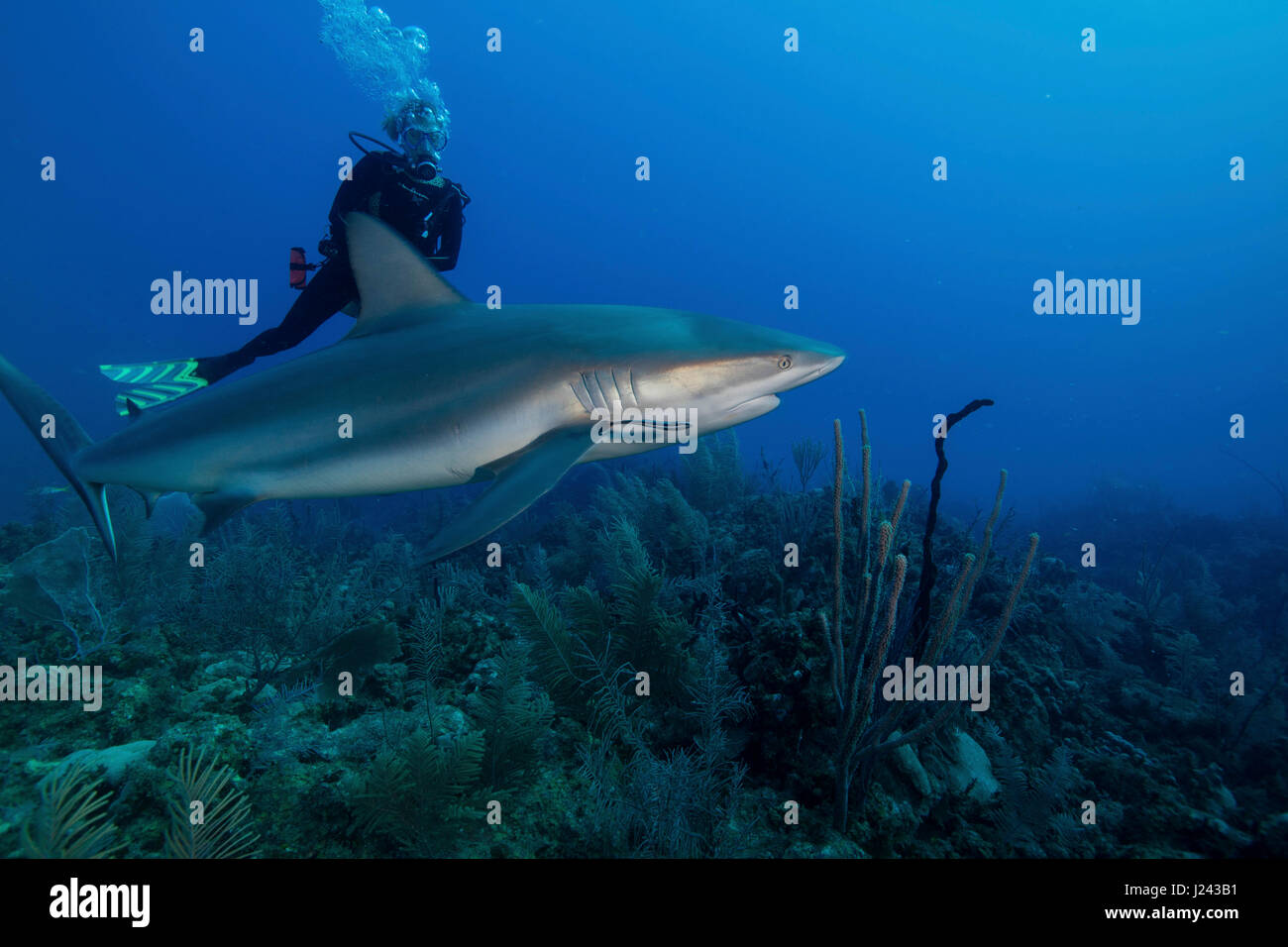 Subacqueo con Caribbean reef shark. Foto Stock