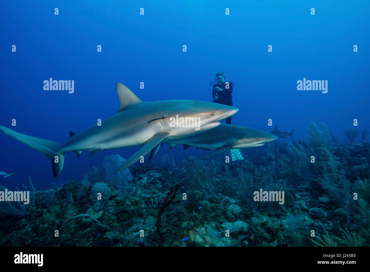 Subacqueo con Caribbean reef shark. Foto Stock