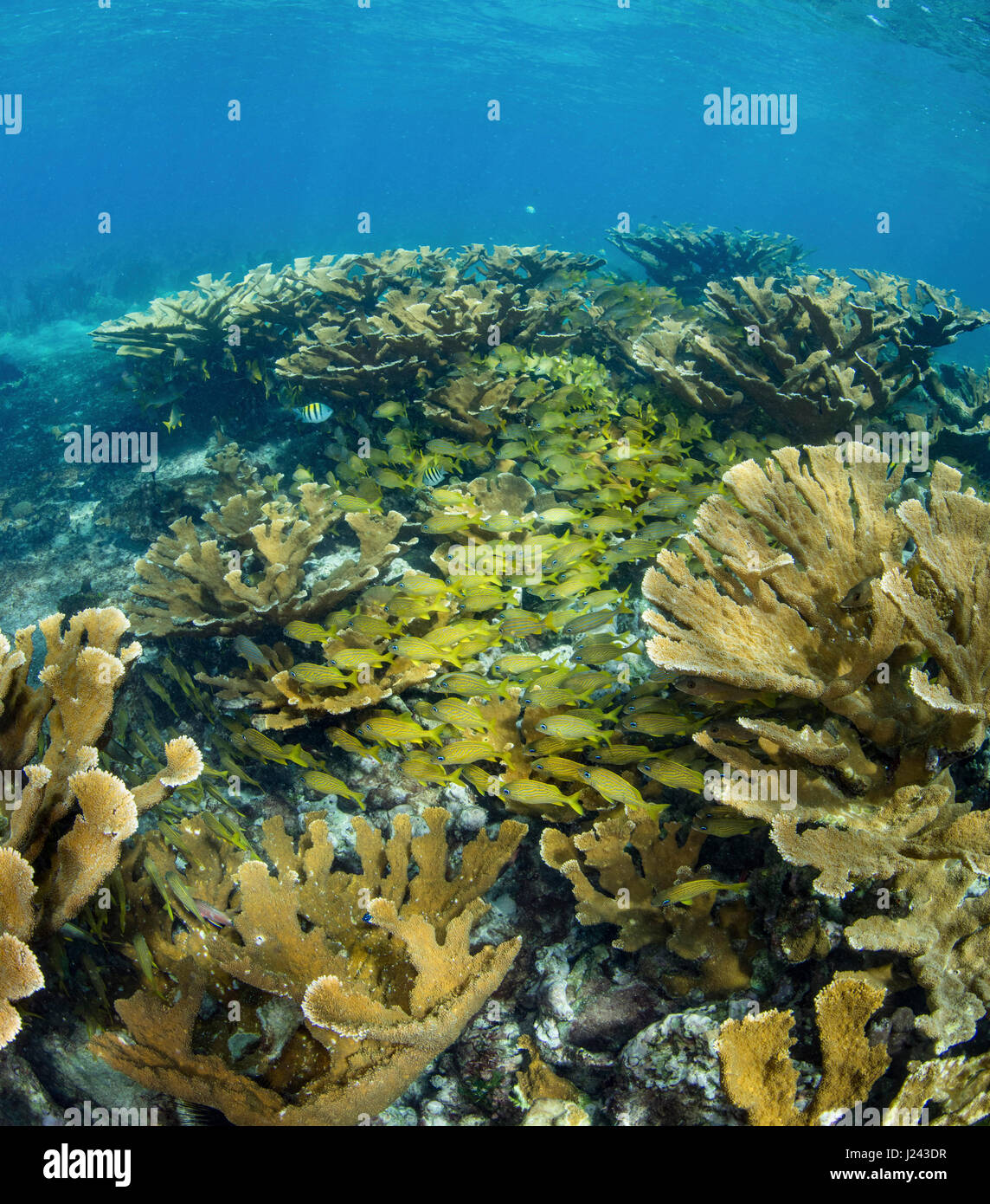 Ampio campo di Elkhorn coral. Foto Stock