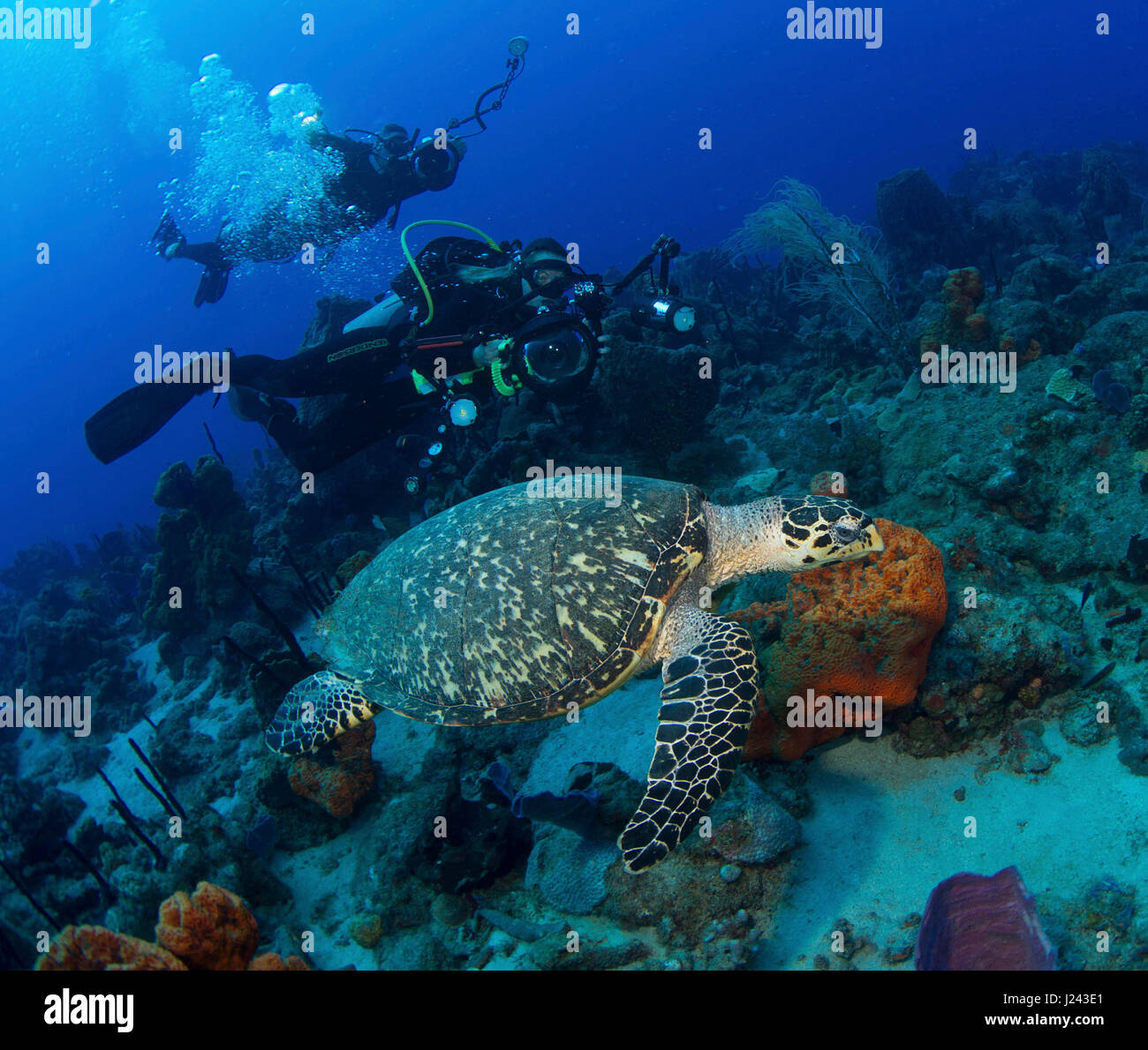 I subacquei con tartaruga embricata Foto Stock