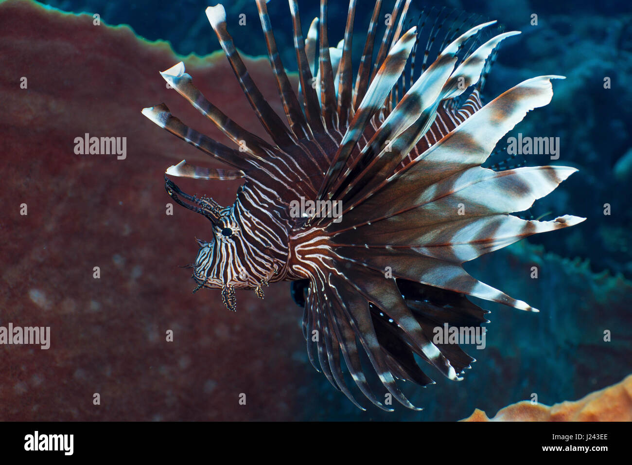 Leone invasiva sulla barriera corallina del Mar dei Caraibi. Foto Stock