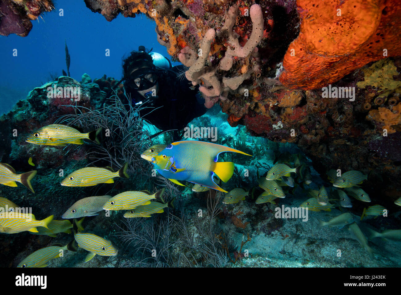 Scena sulla barriera corallina con subacqueo e la scuola di pesce. Foto Stock