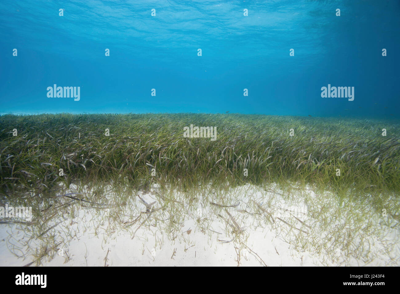 Vista subacquea di piante fanerogame bed Foto Stock