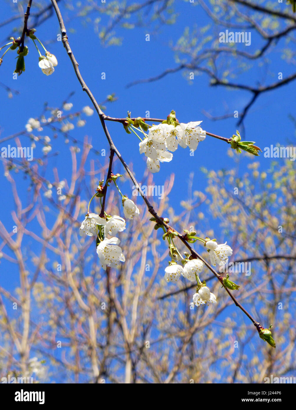 Fioritura di alberi da frutta. Foto Stock