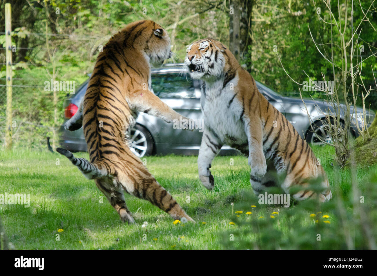 Longleat Tigers in lotta Foto Stock