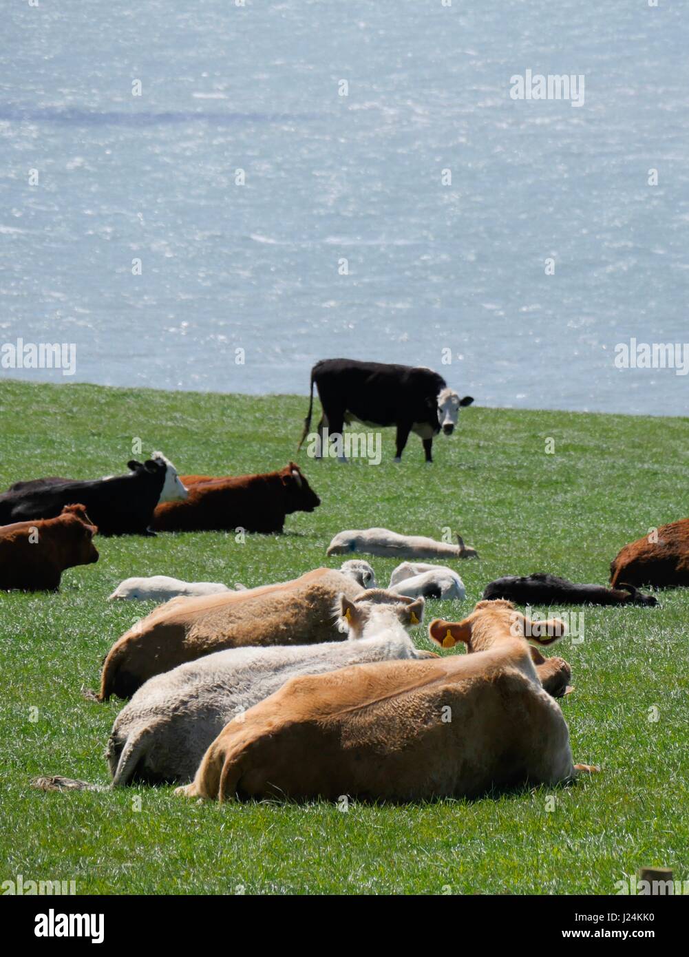 Punto larghi, Devon, Regno Unito. Xxv Aprile 2017. Le magie di sole al punto larghi vicino Croyde come le mucche locali stessi sun. Credito: DTNews/Alamy Live Foto Stock