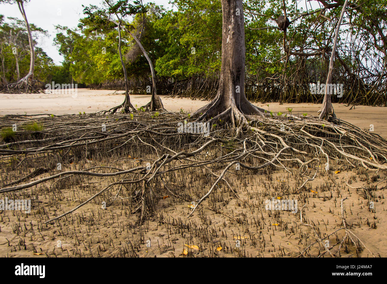 Alberi di mangrovia radici nella Barra Velha beach, da Amazon foce, dentro Soure, Marajo island, Brasile. Foto Stock
