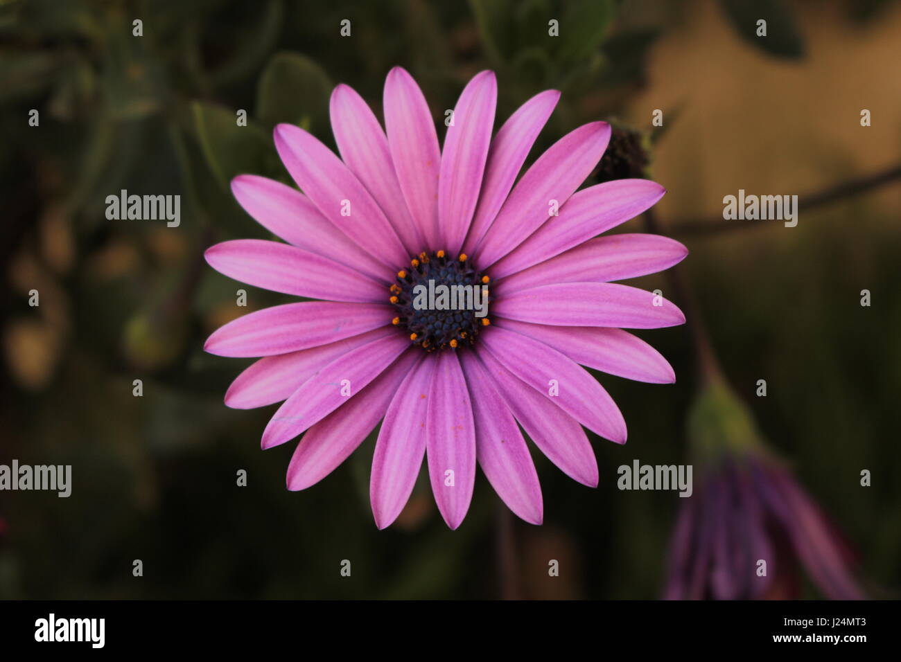 Anche i fiori più belli moriranno un giorno. È il modo della natura di insegnare a noi che nulla dura per sempre.. Foto Stock