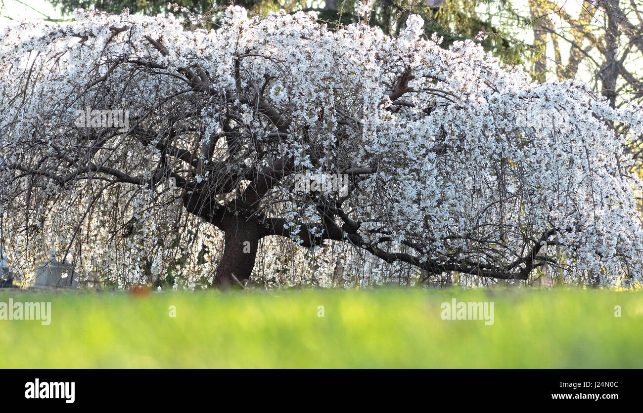 Piangendo ciliegia giapponese albero, latino: Prunus serrulata 'Snow fontane' in primavera Foto Stock