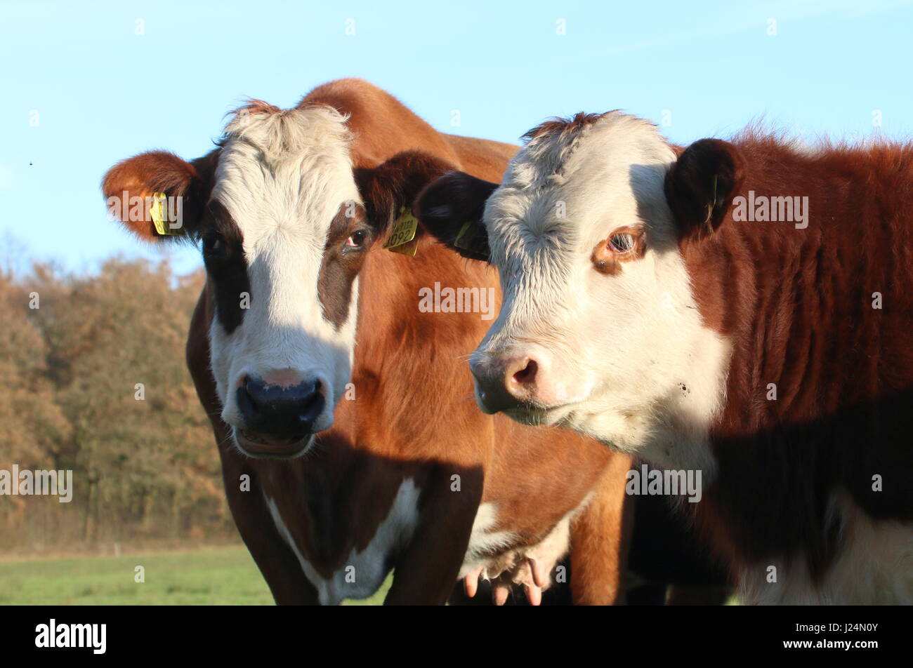 Blaarkop tradizionale bovini ("testa Blister'), una vecchia razza olandese, che si trova principalmente nella provincia di Groningen, Paesi Bassi del Nord Foto Stock