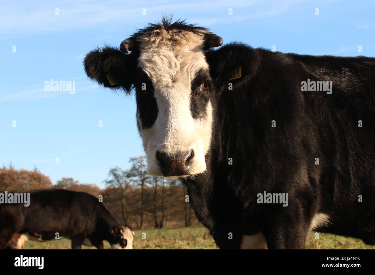 Blaarkop tradizionale bovini ("testa Blister'), una vecchia razza olandese, che si trova principalmente nella provincia di Groningen, Paesi Bassi del Nord Foto Stock
