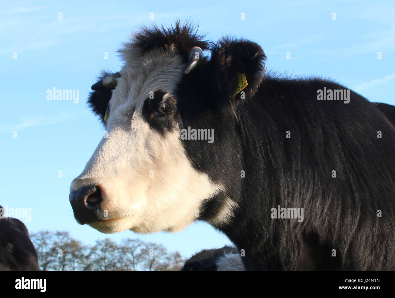 Blaarkop tradizionale bovini ("testa Blister'), una vecchia razza olandese, che si trova principalmente nella provincia di Groningen, Paesi Bassi del Nord Foto Stock