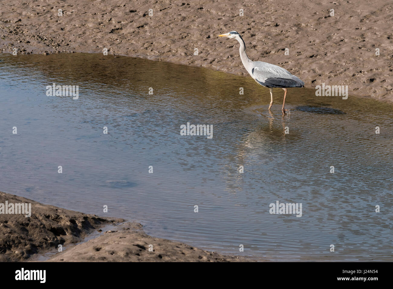 Heron nel pool di marea sul fiume Lune. Foto Stock