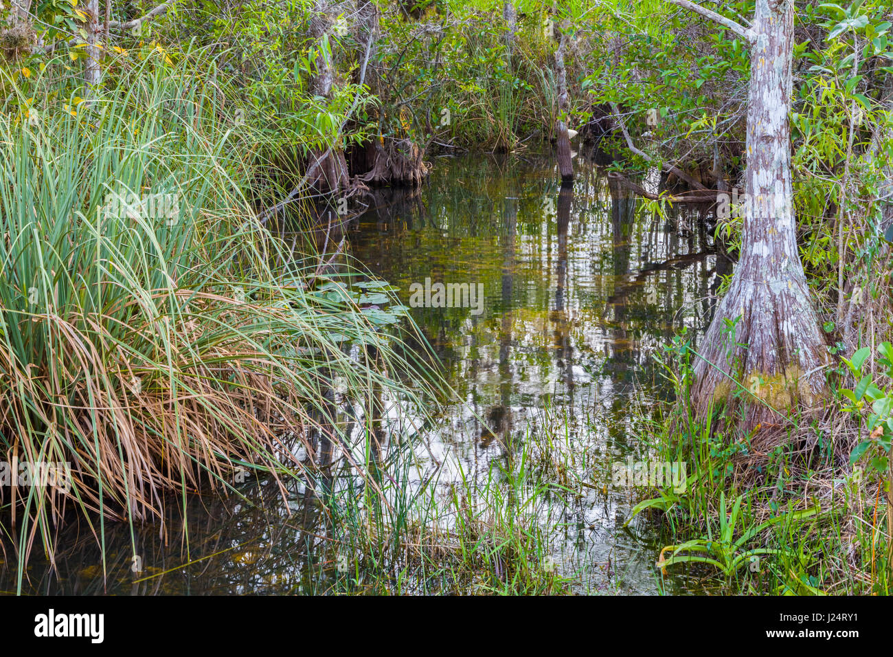 Cypress swamp in Everglades National Park un Sito Patrimonio Mondiale dell'UNESCO nel sud della Florida, USA Foto Stock