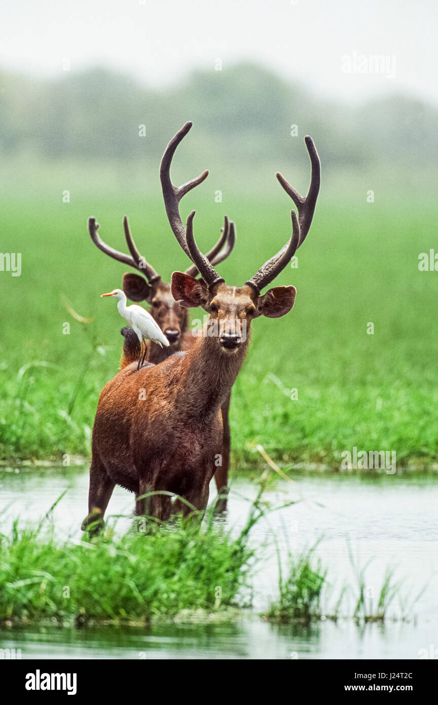 Cervo Rusa Mammals of keoladeo ghana national park immagini e fotografie stock ad ...