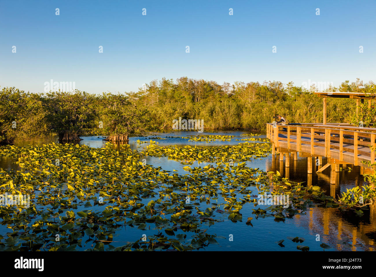 Il popolare Anhinga Trail al Royal Palms Visitor Center se sawgrass marsh in Everglades National Park Florida Foto Stock