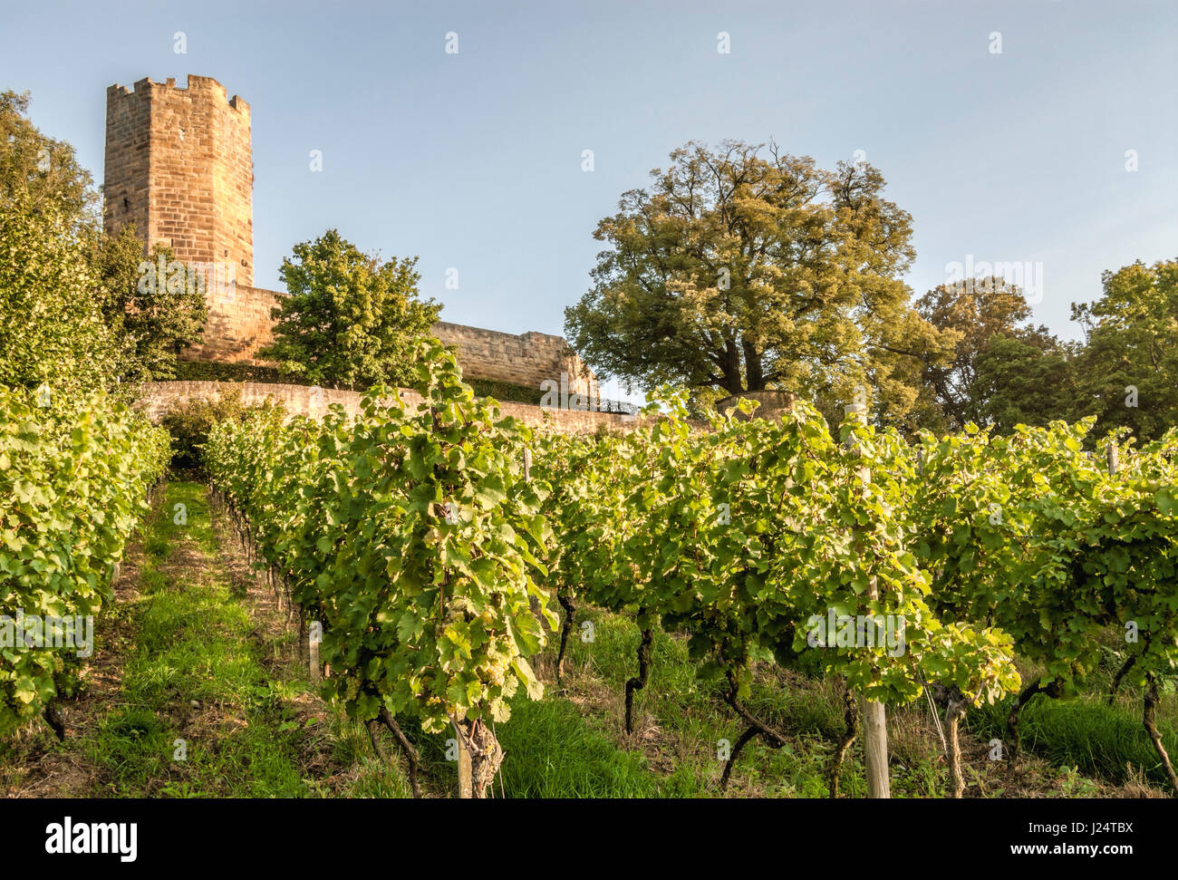 Castello di Burg Steinsberg a Weiler, Sinsheim, Baden-Württemberg, Germania Foto Stock