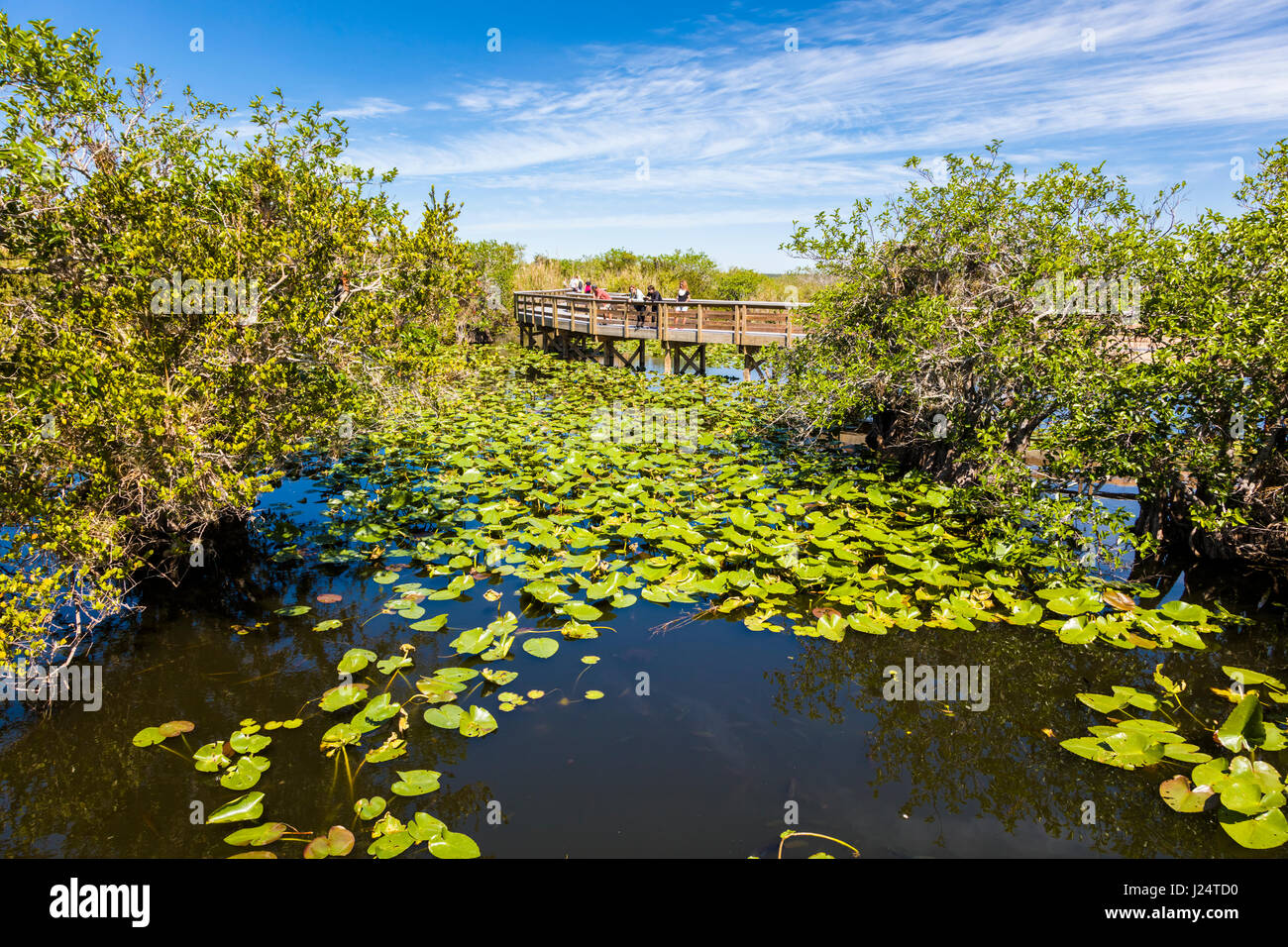Il popolare Anhinga Trail al Royal Palms Visitor Center se sawgrass marsh in Everglades National Park Florida Foto Stock