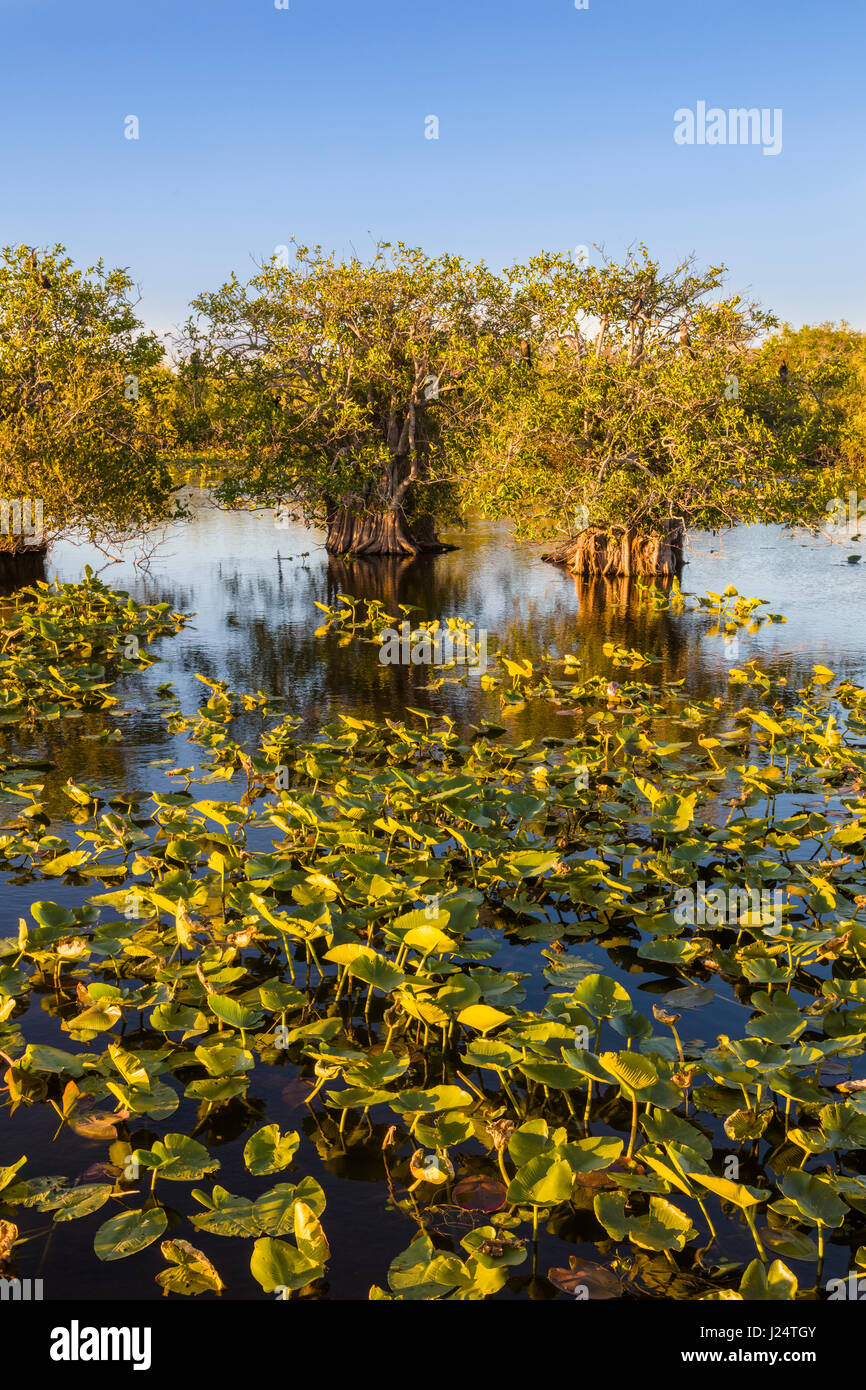 Falasco palude lungo il famoso sentiero Anhinga al Royal Palms Centro Visitatori nel Parco nazionale delle Everglades Florida Foto Stock