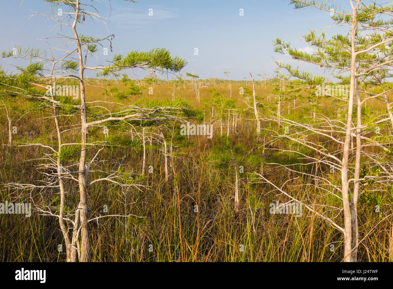 Dwarf cipressi nelle praterie a pa-hay-okee si affacciano in Everglades National Park Florida Foto Stock