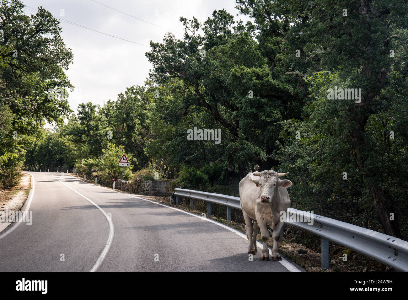 White bull coperto con mosche camminare per la strada in mezzo a una strada. Girato in Sardegna, Italia. Foto Stock