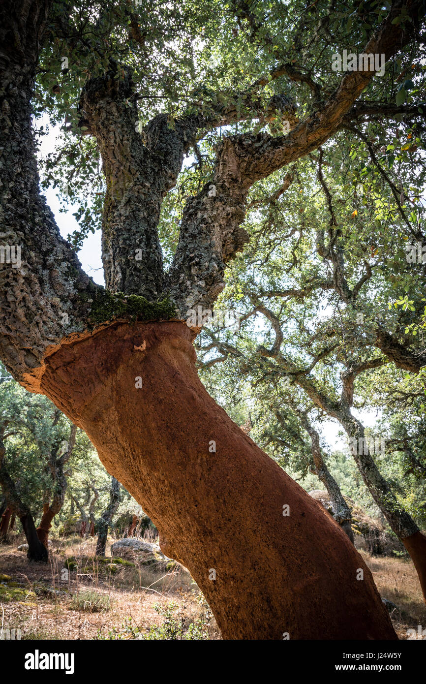 Alberi da sughero (Quercus Suber) con MOSS in Sardegna, Italia. La  corteccia è recentemente raccolte per la produzione di bottiglie di vino i  tappi di sughero Foto stock - Alamy