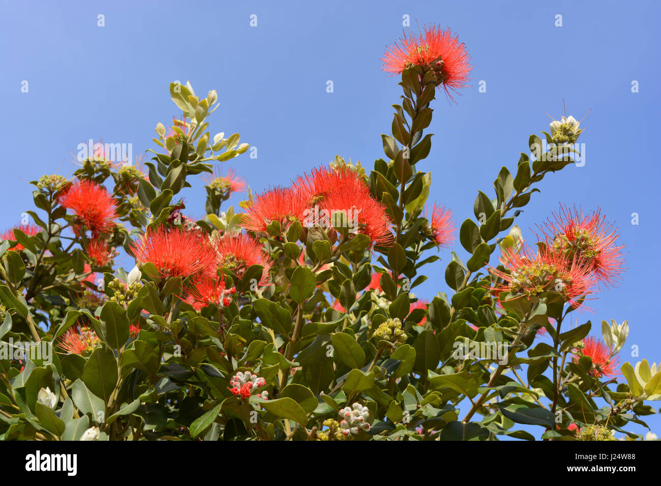 Grevillea in fiore contro il cielo blu Foto Stock