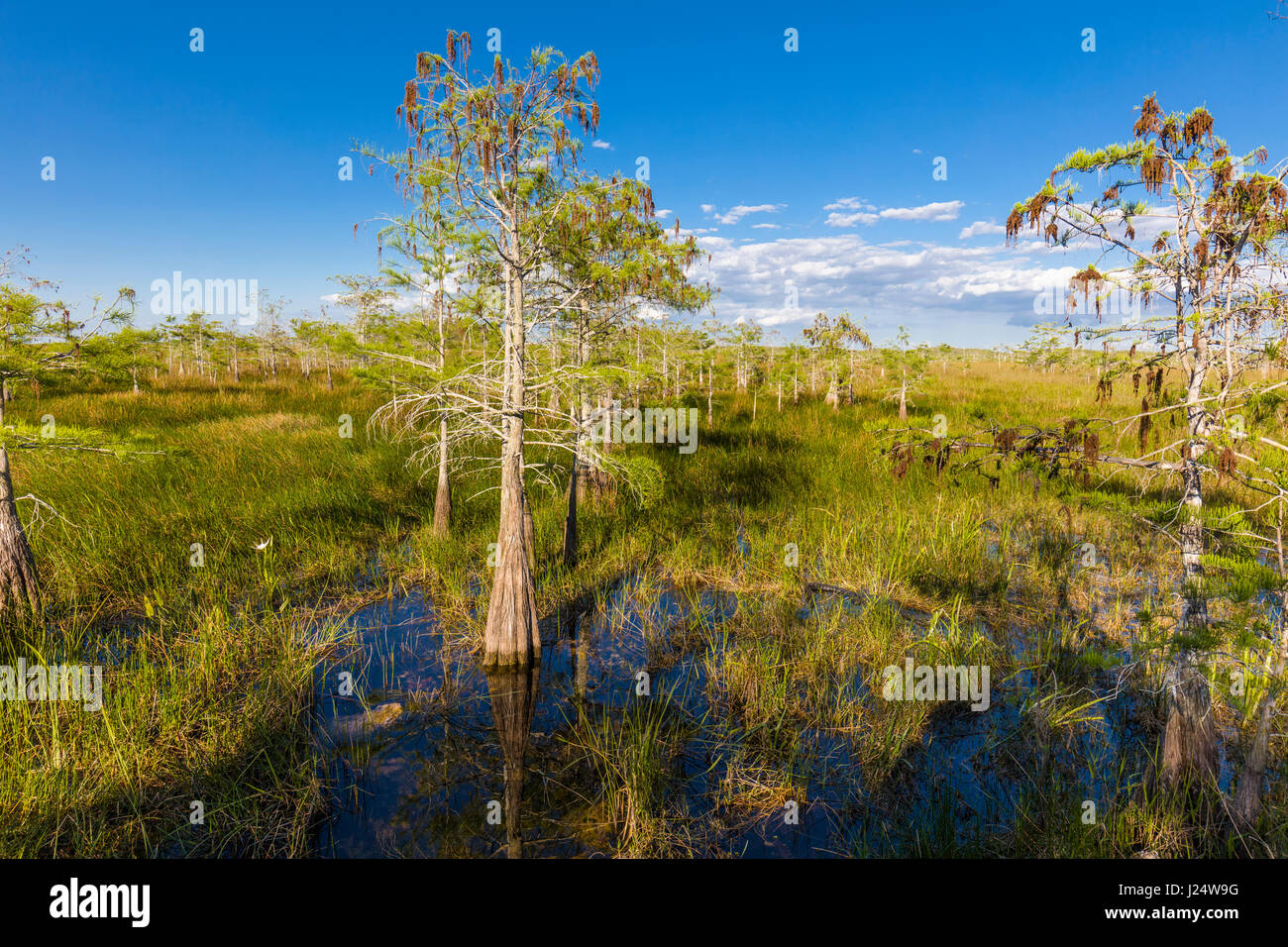 Dwarf cipressi nelle praterie a pa-hay-okee si affacciano in Everglades National Park Florida Foto Stock