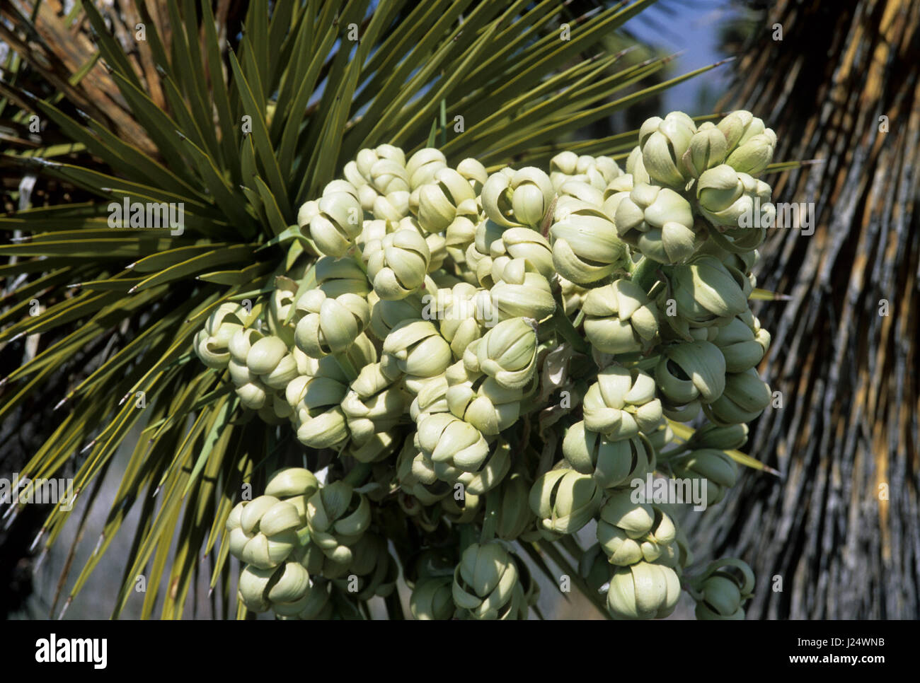 Joshua tree (Yucca brevifolia) blumi, Ripley deserto stato Woodland Park, California Foto Stock