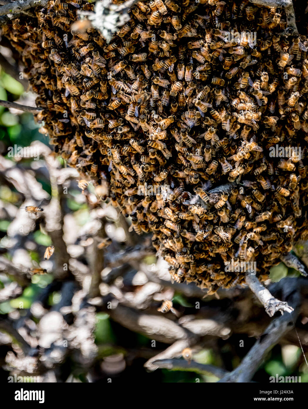 Un miele delle api sciame appeso ad un arbusto in un cantiere nella zona della Baia di San Francisco, California settentrionale. Le api sono di solito non aggressivo durante il brulicare. Foto Stock