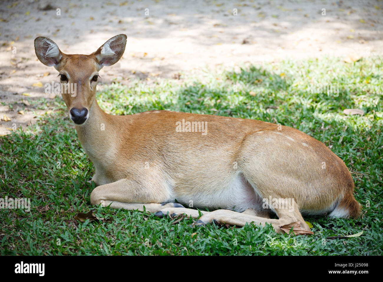 Un simpatico Cervo femmina sedersi nel terreno in khao kheow zoo aperto in Thailandia Foto Stock