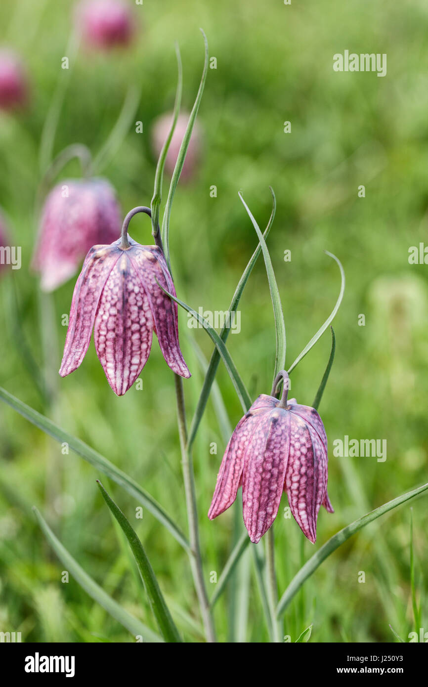 Viola e bianco testa di serpenti fritillaries Foto Stock