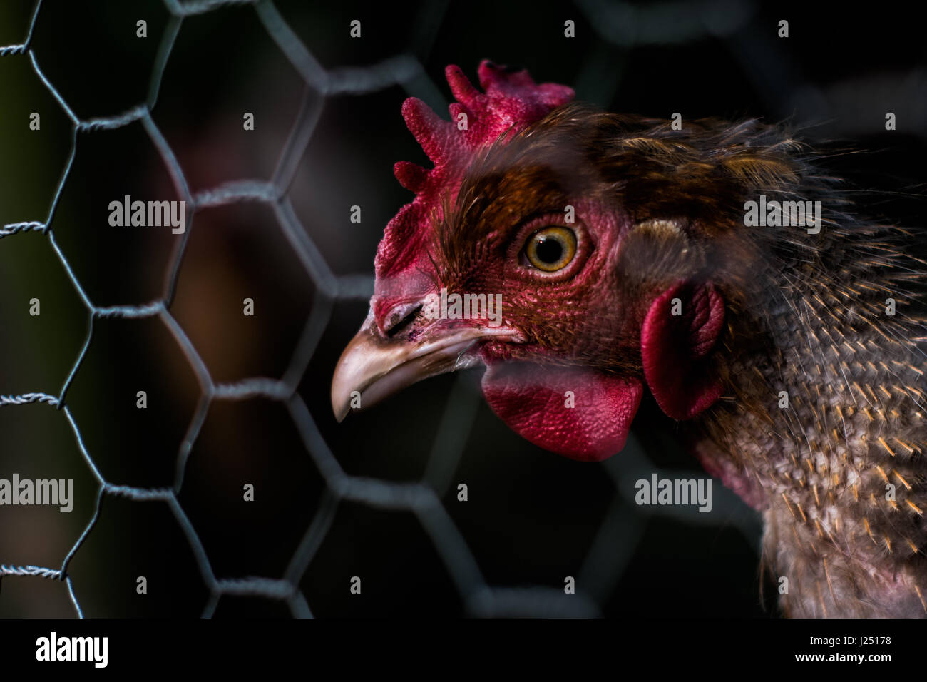 Un bellissimo pollo nasconde dietro recinzioni di metallo Foto Stock