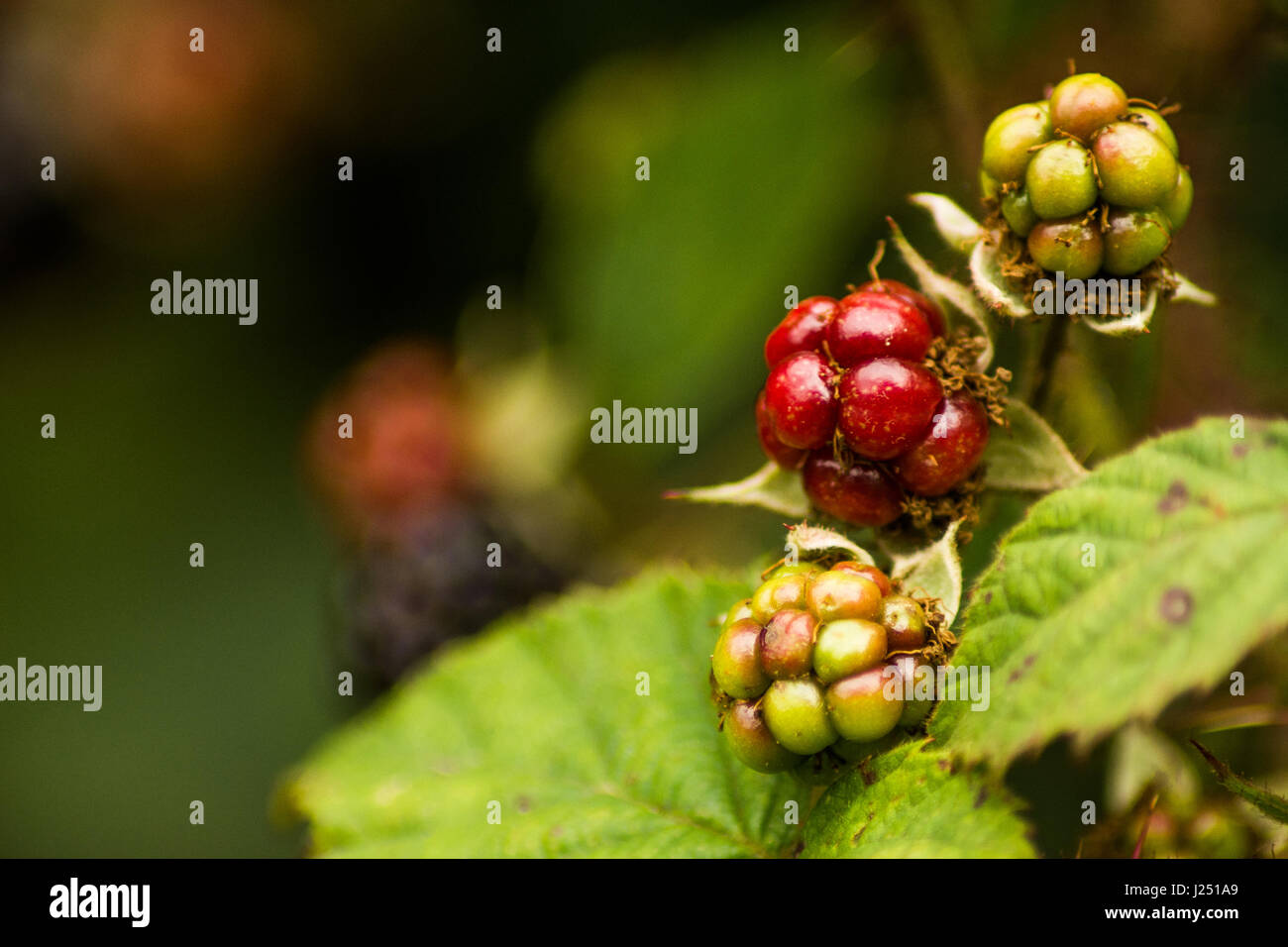 Mature e unrise more Foto Stock