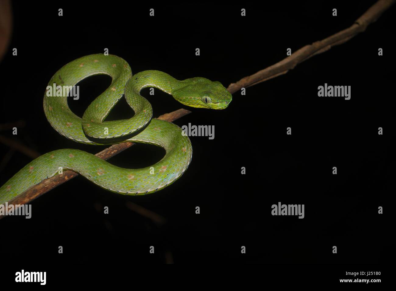 Green rattlesnakes dalle profondità della giungla indonesiana. Foto Stock