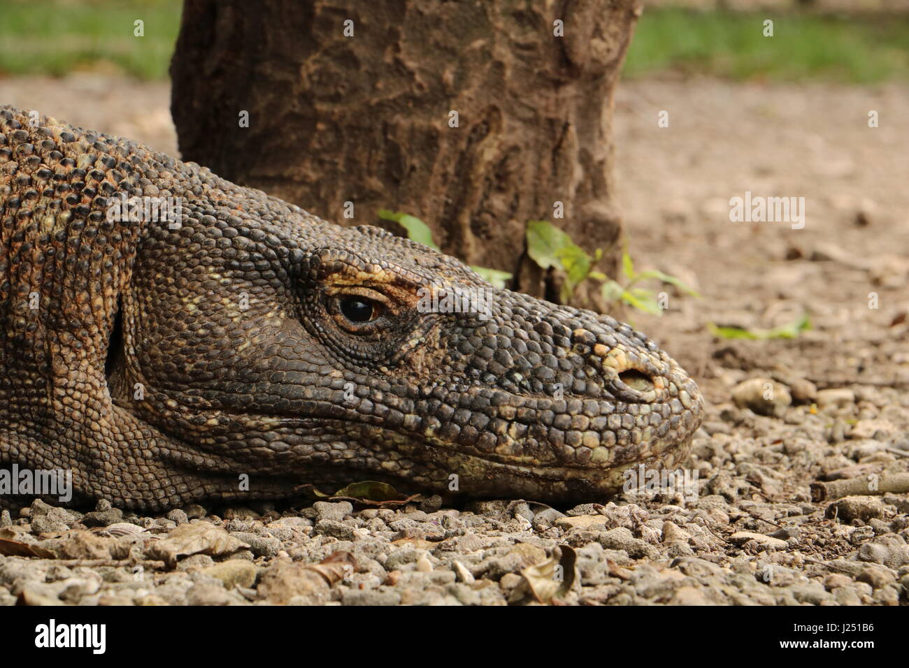 Una chiusura di un rilassante drago di Komodo dopo un pasto pesante. Foto Stock