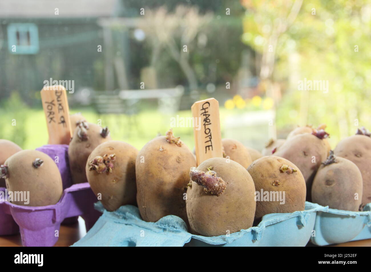 Chitting tuberi seme di patate in scatole di uova sul soleggiato davanzale per incoraggiare i germogli di forte prima di piantare fuori in giardino (foto) Foto Stock