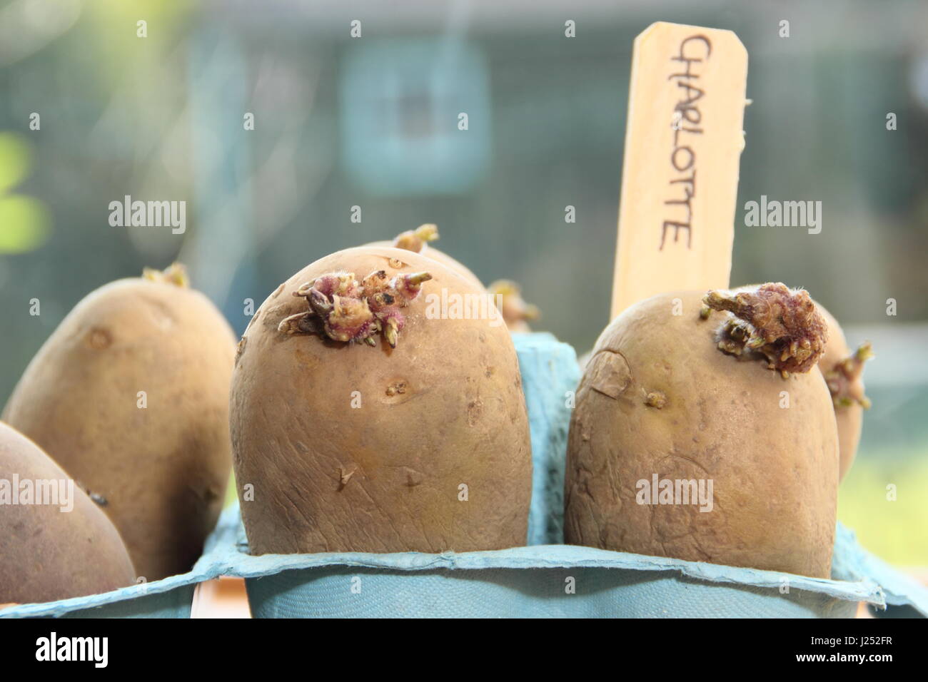 Chitting 'Charlotte' varietà di patate da semina in scatola per uova sul soleggiato davanzale per incoraggiare i germogli di forte prima di piantare fuori in giardino (foto) Foto Stock